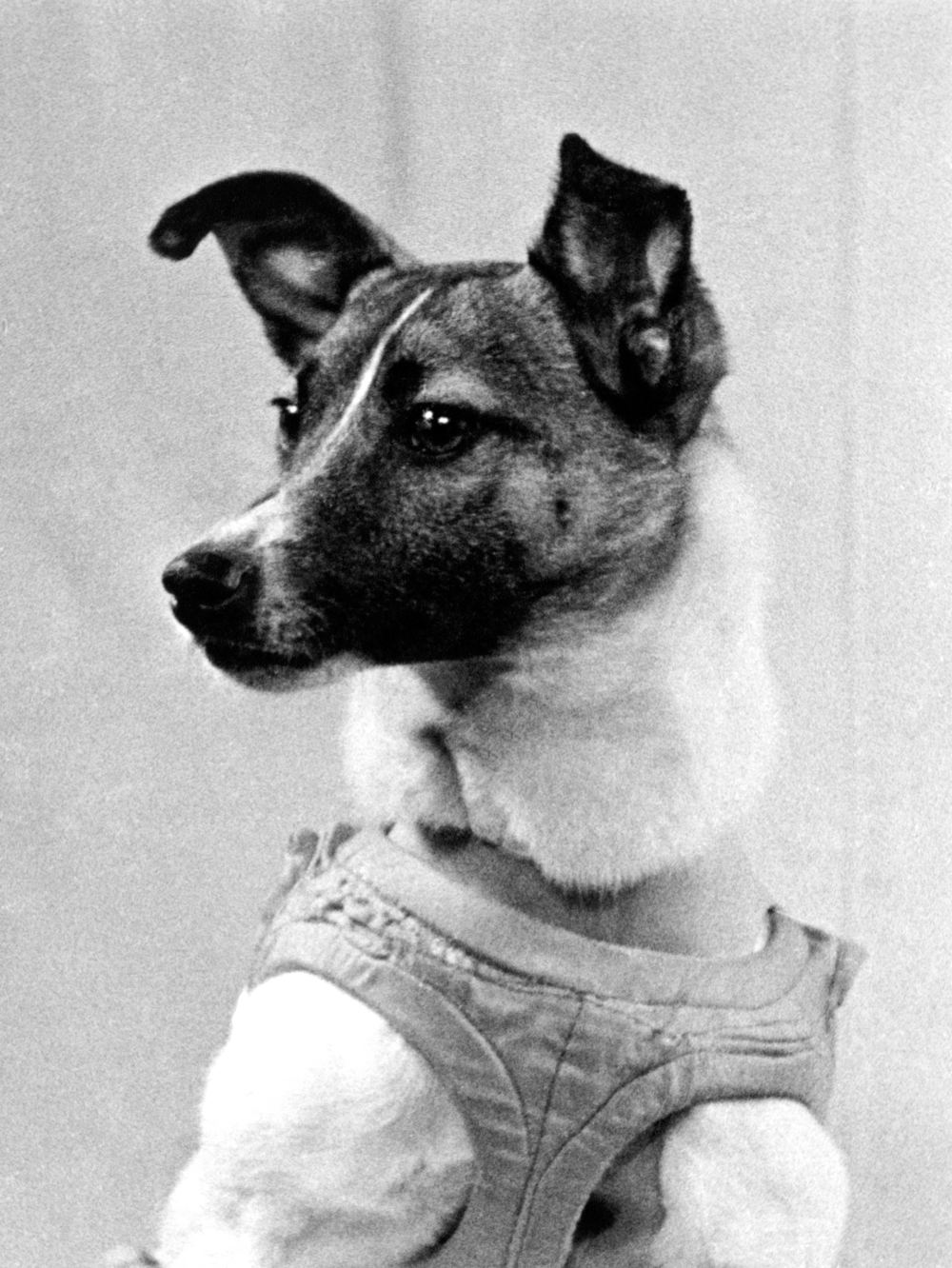 Собака Лайка перед полётом. 1957 год.