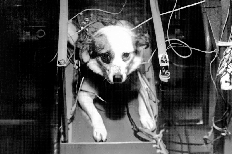 Подготовка собаки к перегрузкам на центрифуге