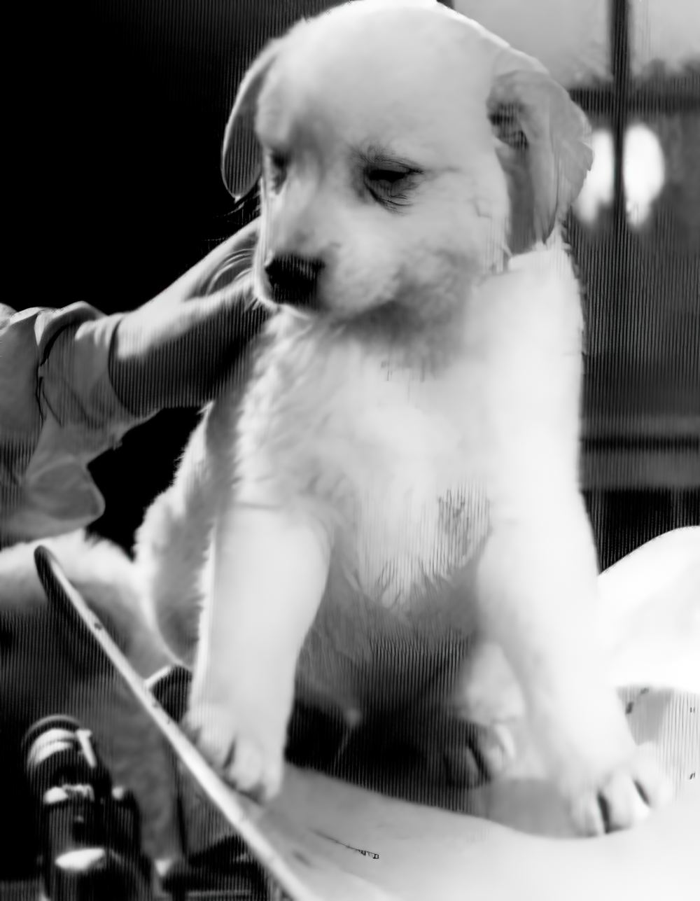 Пушинка перед отправкой в США в качестве подарка жене американского президента Жаклин Кеннеди. 1960 год. 7. Пушинка перед отправкой в США в качестве подарка жене американского президента Жаклин Кеннеди. 1960 год.