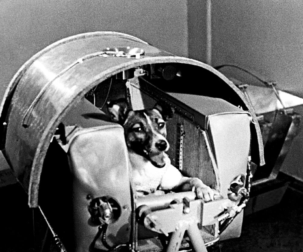 Размещение животного во втором искусственном спутнике Земли.