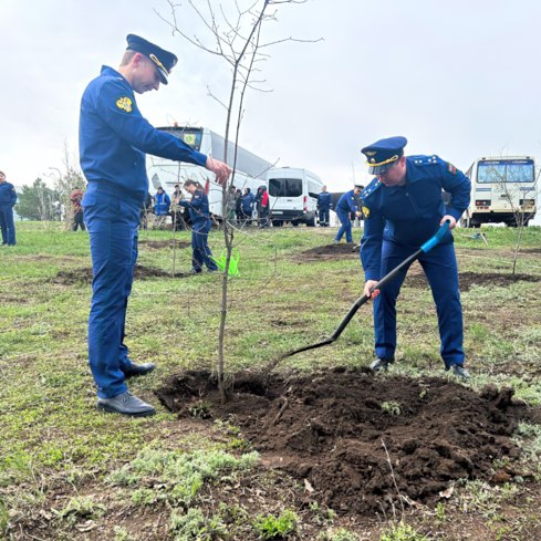 Посади дерево Посади дерево