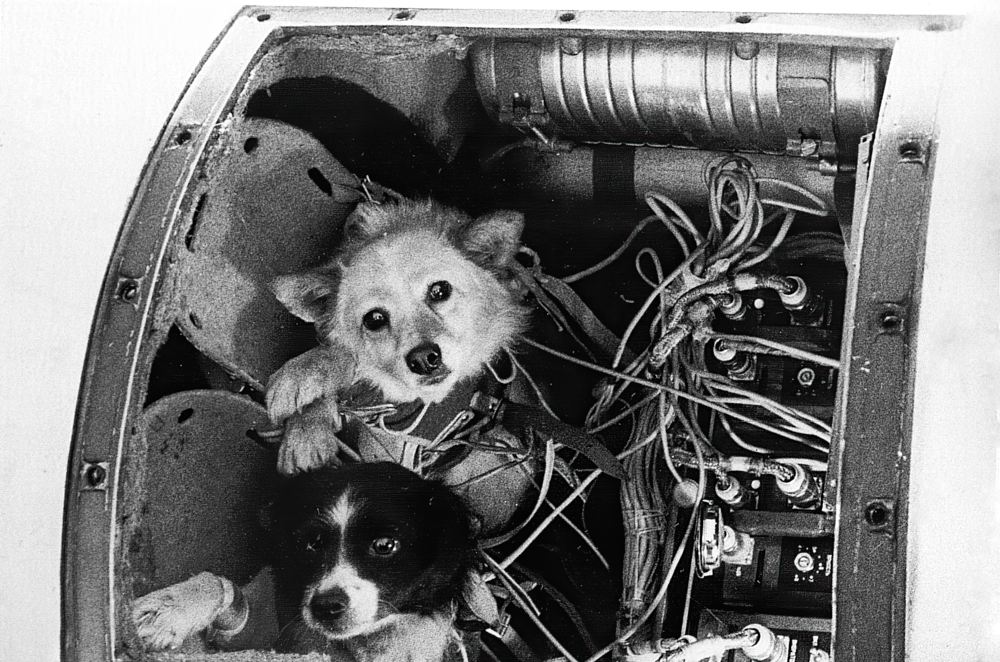 Первые минуты после приземления собак, которые находятся в головной части геофизической ракеты. Первые минуты после приземления собак, которые находятся в головной части геофизической ракеты.