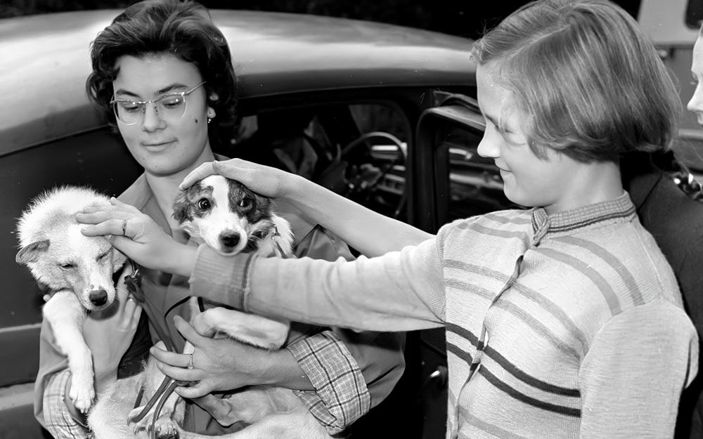 Доктор биологических наук Людмила Радкевич демонстрирует собак Белку и Стрелку. 24 августа 1960 года. 2. Доктор биологических наук Людмила Радкевич демонстрирует собак Белку и Стрелку. 24 августа 1960 года.