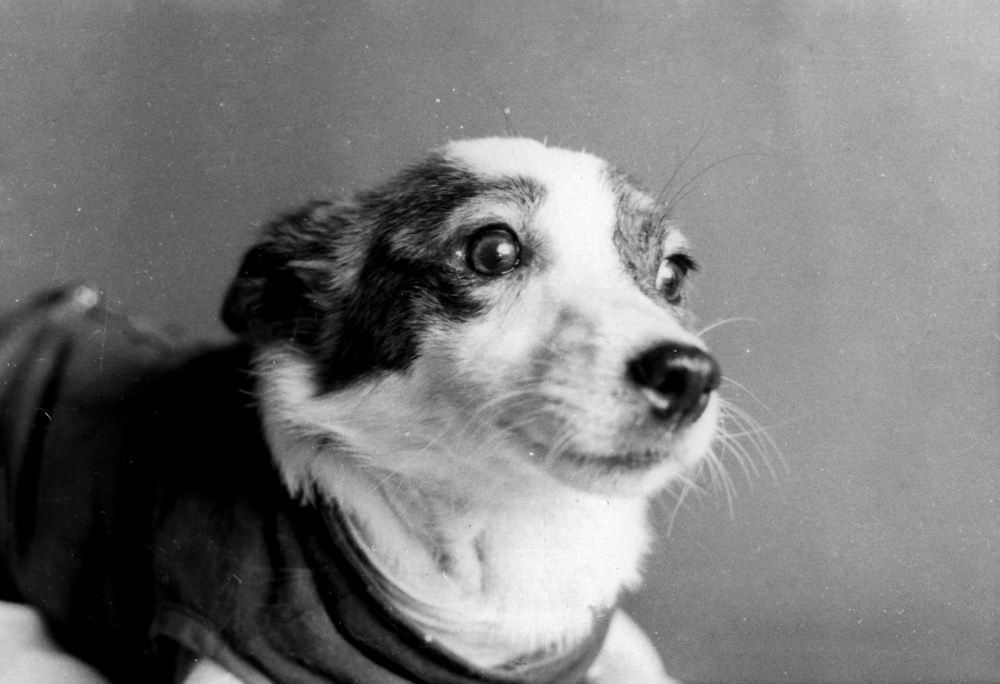 Собака Стрелка (Капля) – «напарник» Белки во время полёта на втором корабле-спутнике. 1960 год.