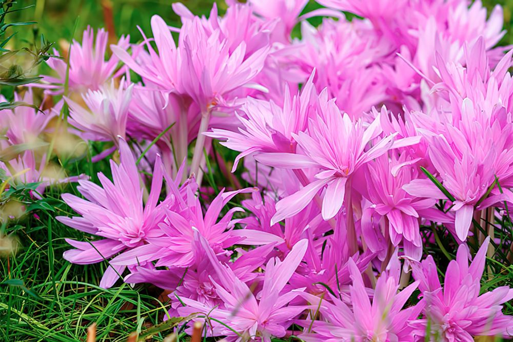 А снится нам трава у дома. Безвременник осенний А снится нам трава у дома. Безвременник осенний