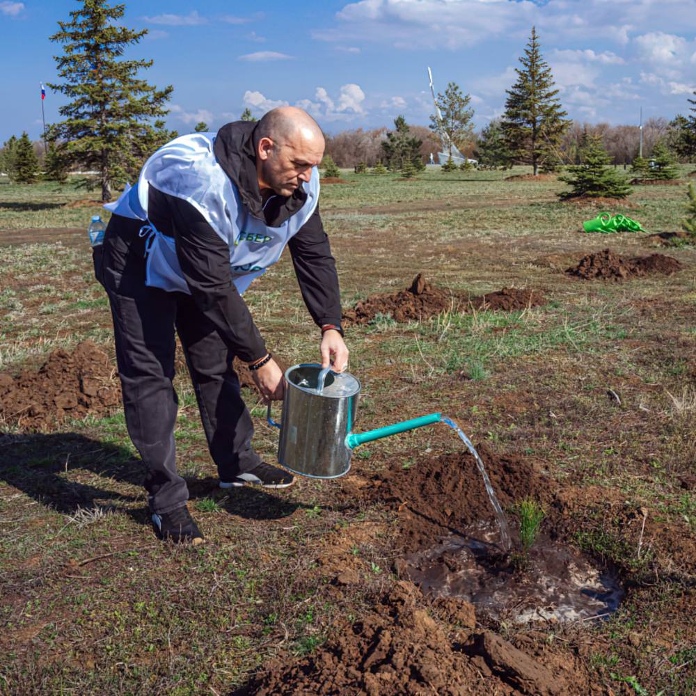 Посади дерево Посади дерево