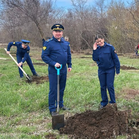 Посади дерево Посади дерево