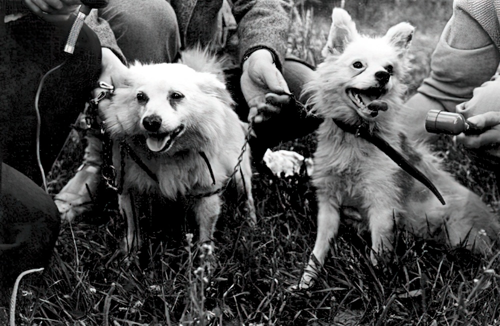 Отважная и Малёк после возвращения на Землю. 1960 год. Отважная и Малёк