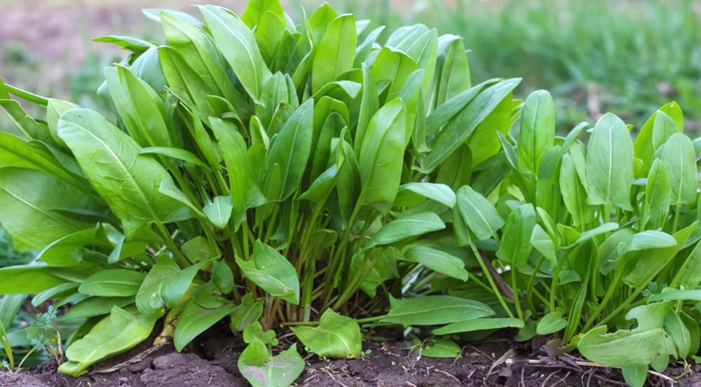 Щавель кислый Щавель кислый