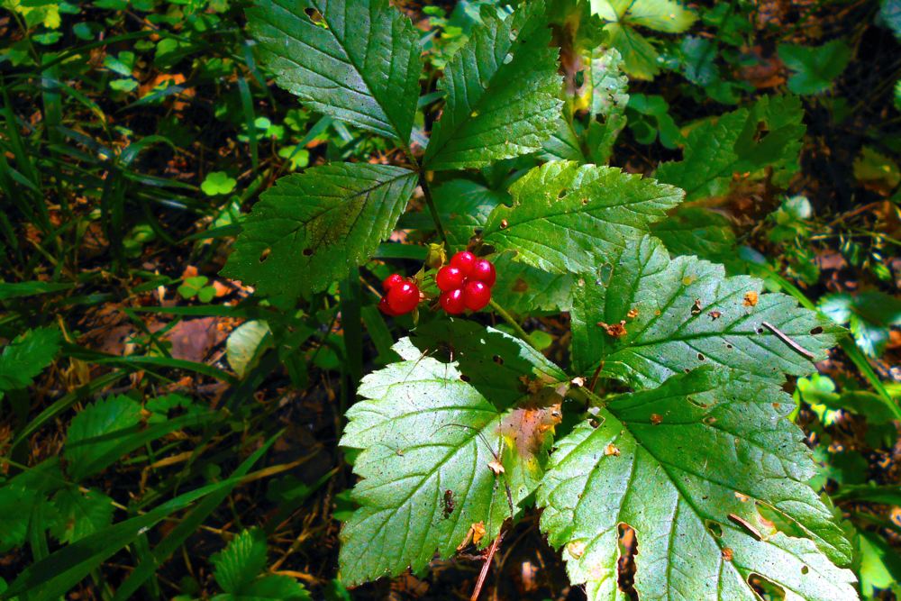 Костяника каменистая Костяника каменистая