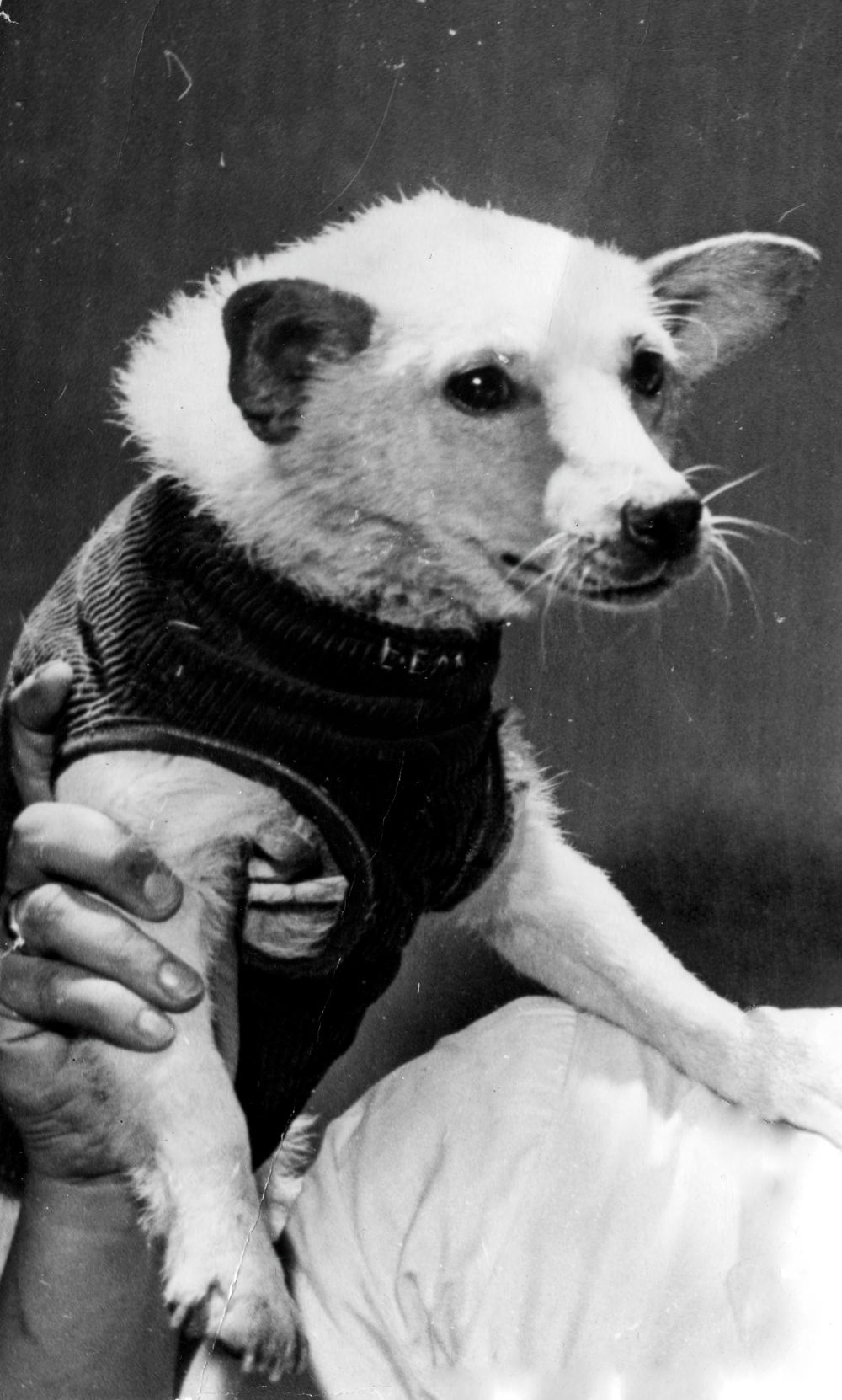 Собака Белка (Вильна), отобранная для космического полёта на втором корабле-спутнике. 1960 год.