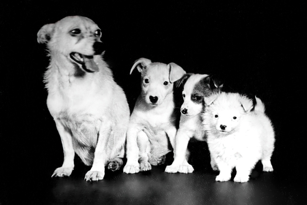 Альбина и её «звёздное» потомство. Альбина и её «звёздное» потомство.