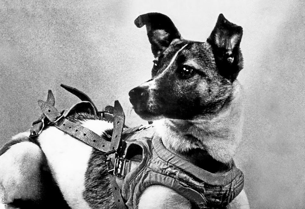 Собака Лайка перед посадкой в кабину.