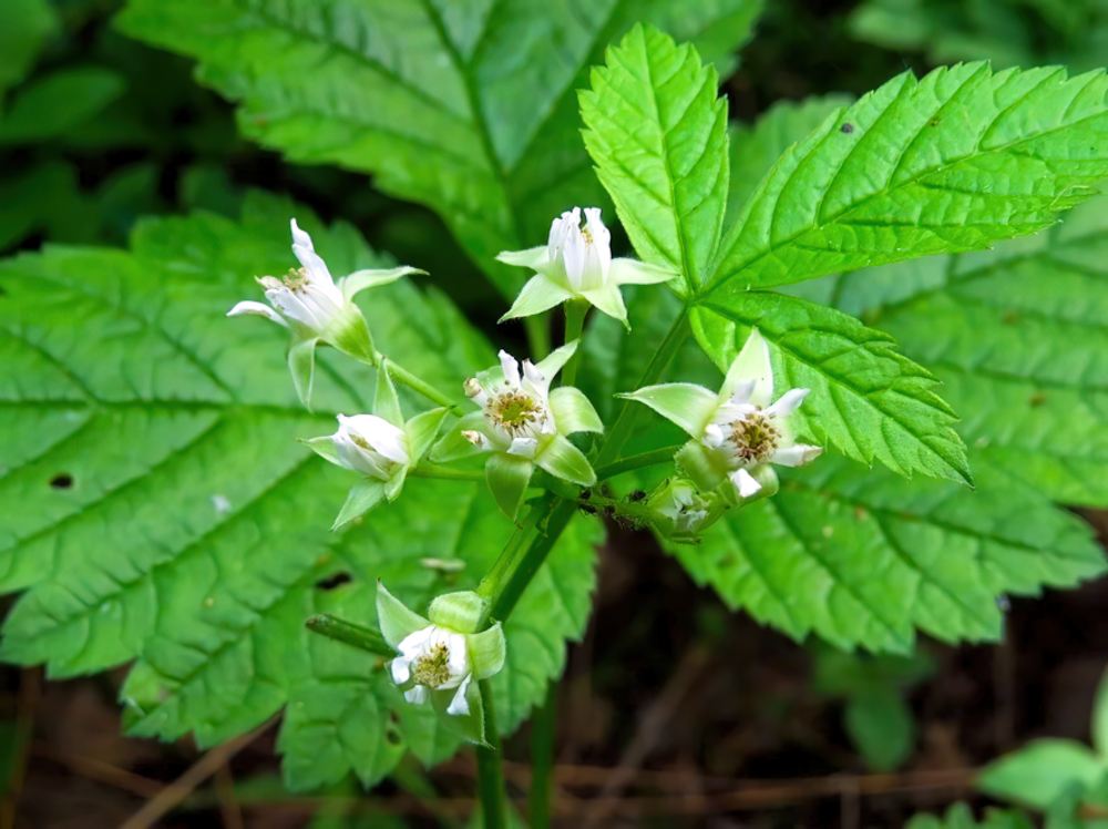 Костяника каменистая Костяника каменистая