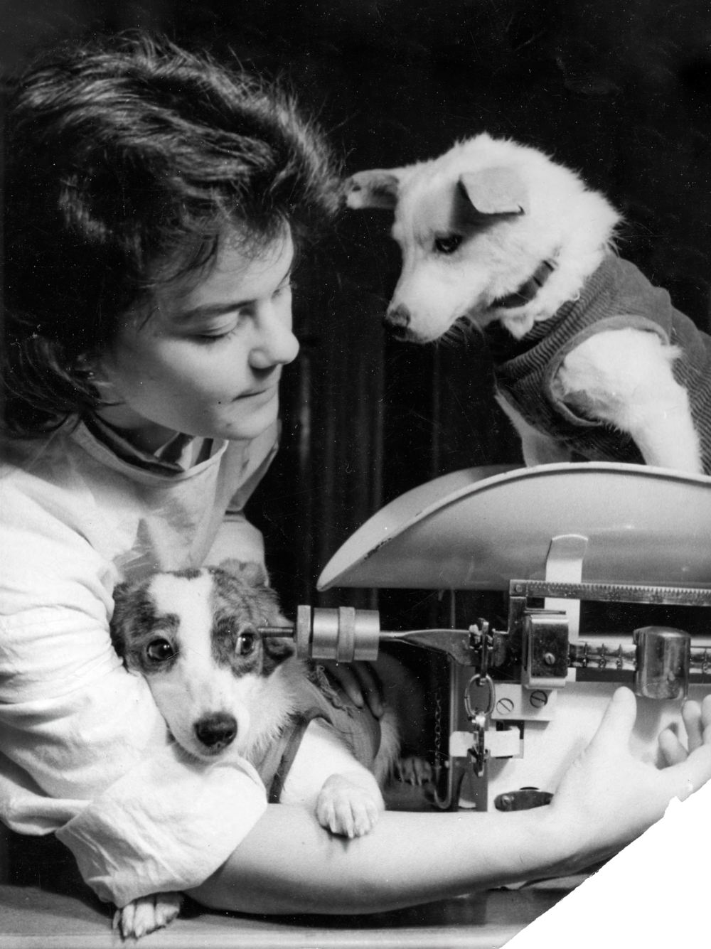 Л.А. Радкевич, научный сотрудник Института авиационной и космической медицины, во время взвешивания «космических» собак. 1960 год.