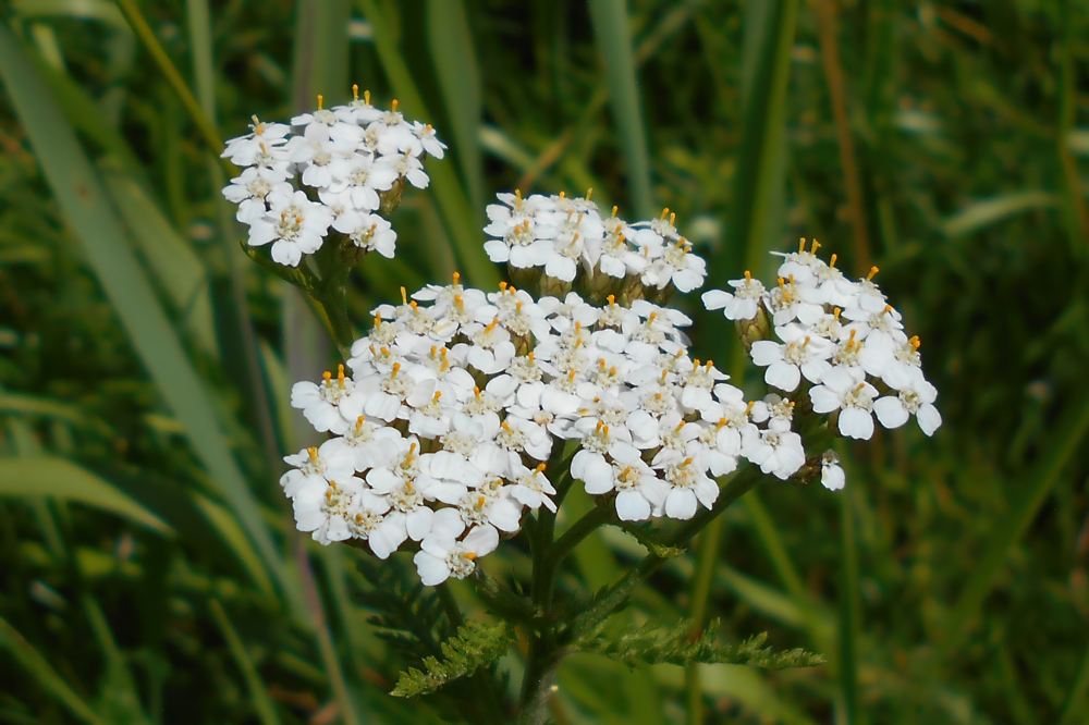 Тысячелистник обыкновенный Тысячелистник обыкновенный