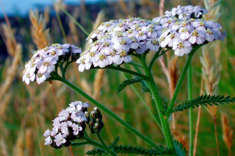 Тысячелистник обыкновенный Тысячелистник обыкновенный