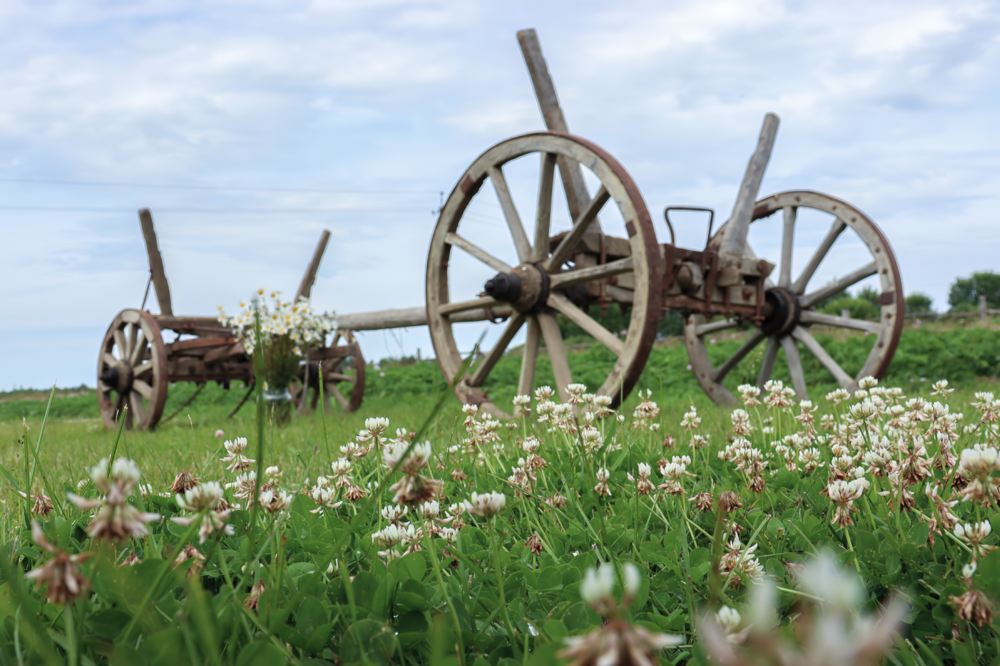Семейное чаепитие в Клушино Семейное чаепитие в Клушино