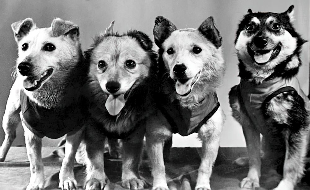 «Космические» собаки: Чайка, Лисичка, Белка и Зильда. «Космические» собаки: Чайка, Лисичка, Белка и Зильда.