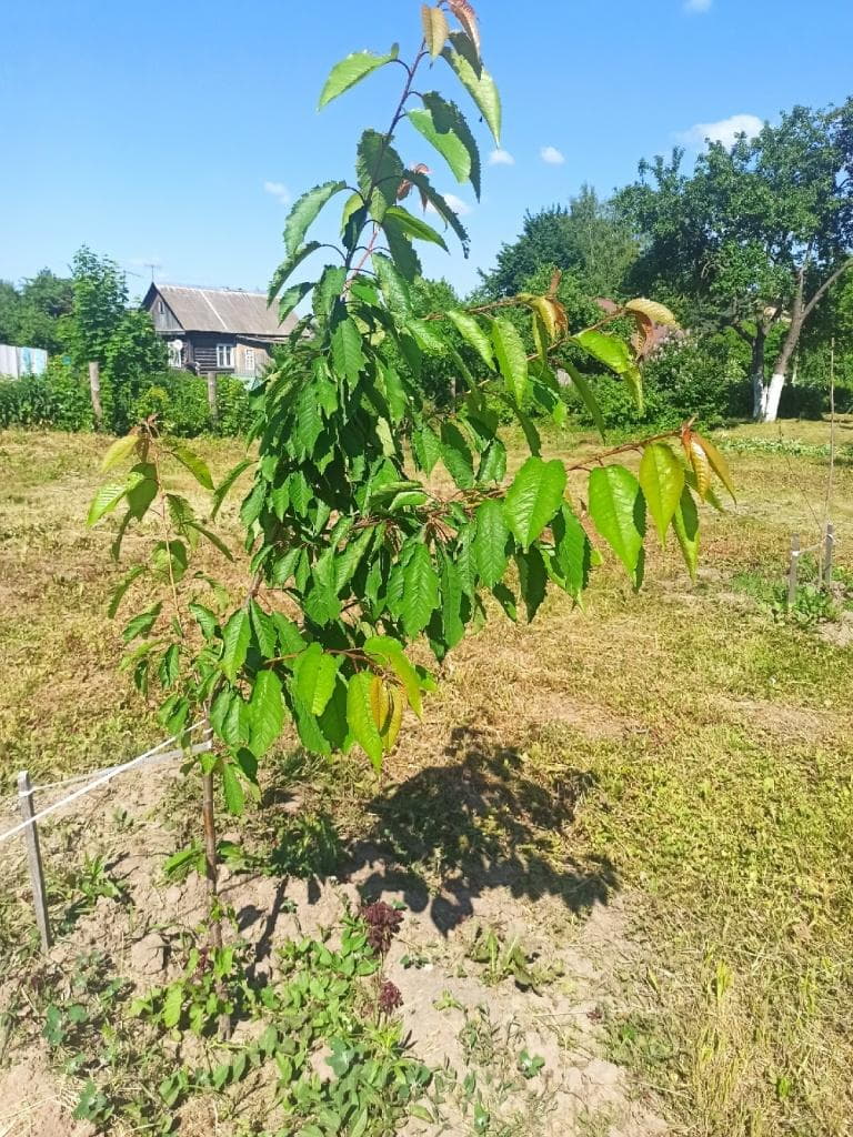 Широта души Широта души