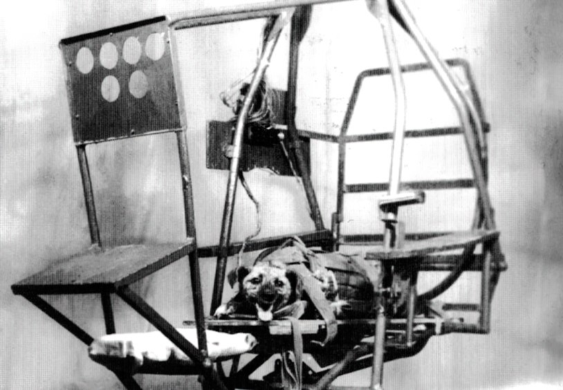 Испытание собаки на центрифуге