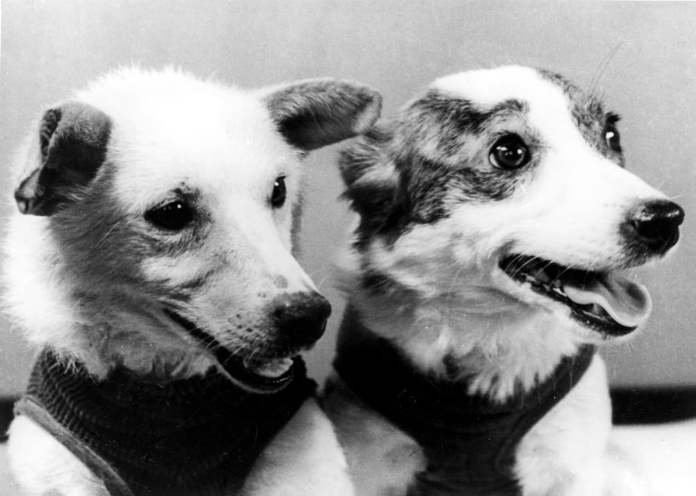 Герои космоса – собаки Белка и Стрелка. 1960 год.