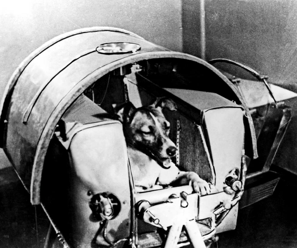 Размещение животного во втором искусственном спутнике Земли.