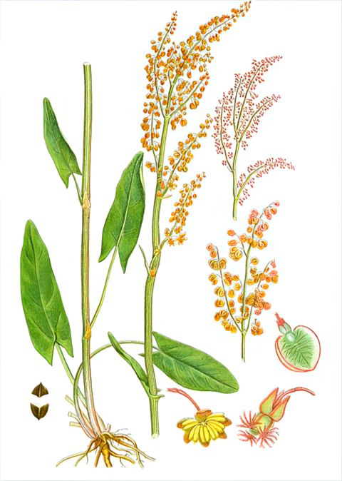 Щавель кислый (Rumex Acetosa) Щавель кислый (Rumex Acetosa)