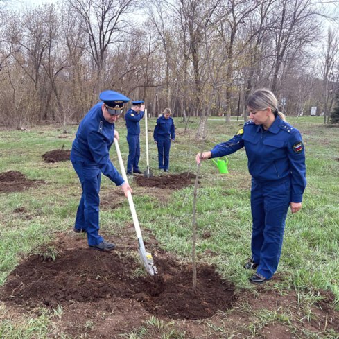 Посади дерево Посади дерево
