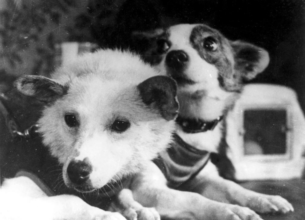 Собаки Белка и Стрелка после орбитального полёта. Август 1960 года.