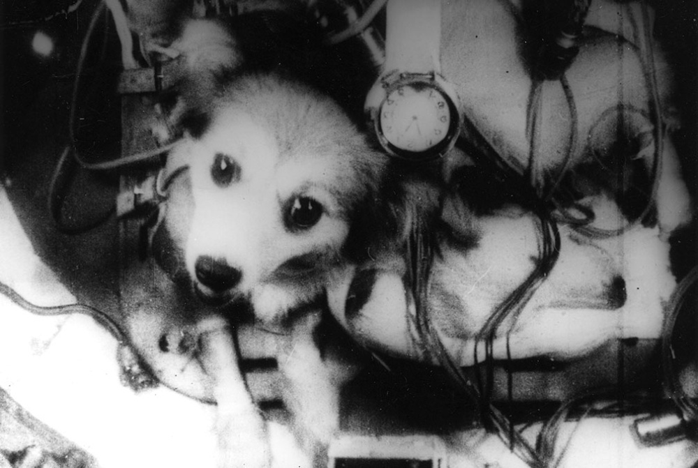 Собаки в условиях невесомости.