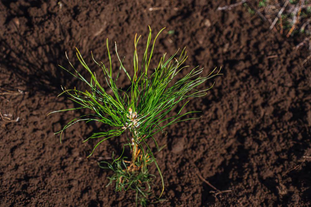Посади дерево Посади дерево