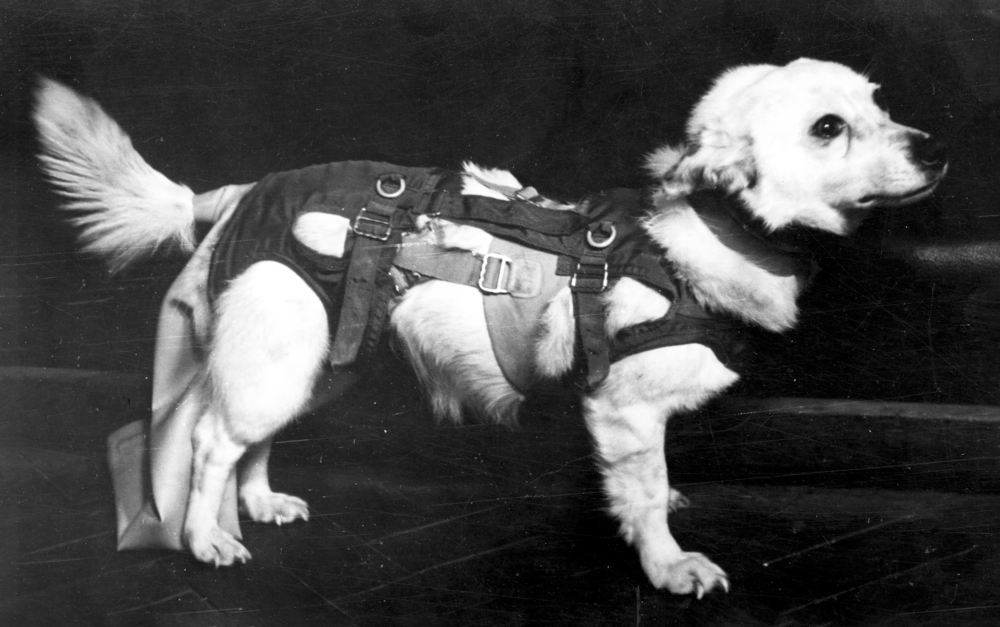 Собака Альбина в полном снаряжении.