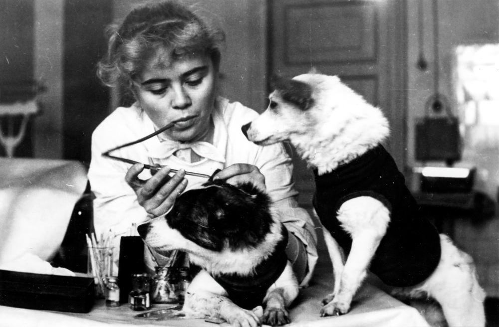 Забор крови лаборантом Т. Коротковой. 1960 год.