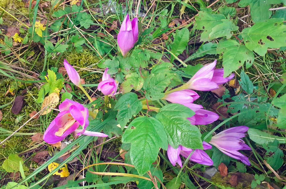 А снится нам трава у дома. Безвременник осенний (авторское фото) А снится нам трава у дома. Безвременник осенний (авторское фото)