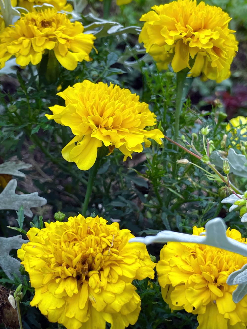 Гагаринский сад 15 Гагаринский сад. Экскурсия