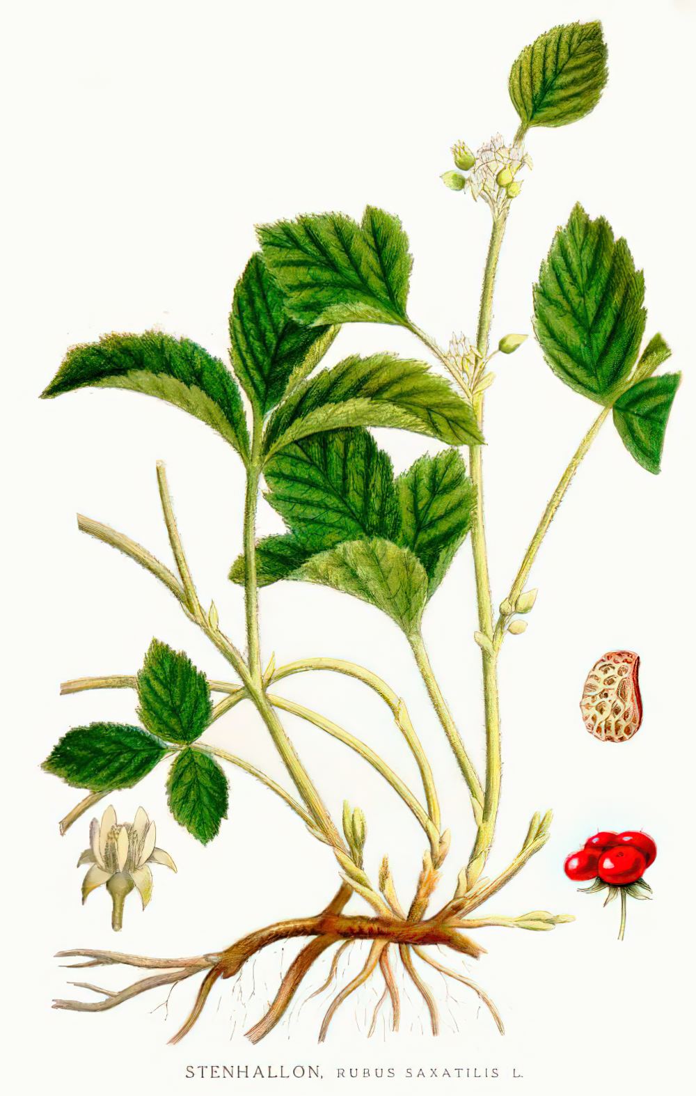 Rubus Saxatilis Rubus Saxatilis