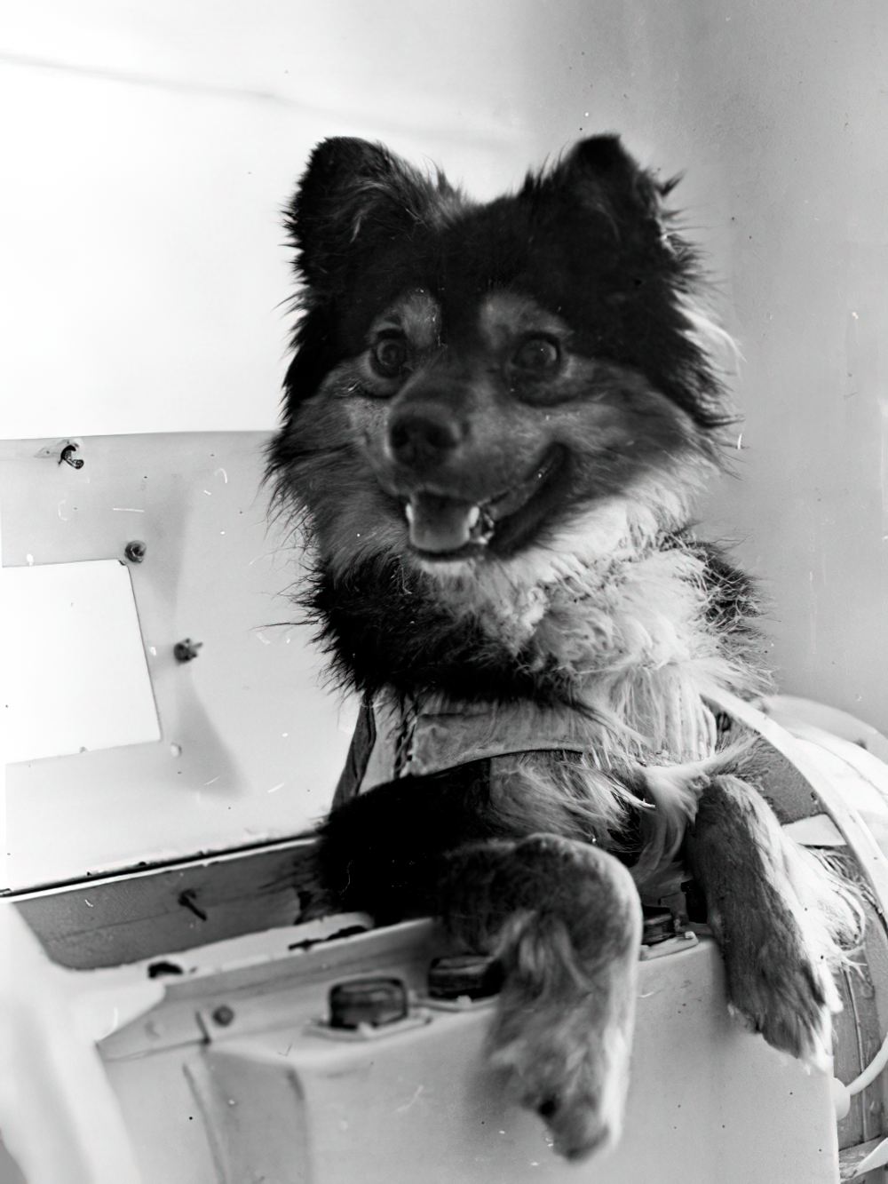 Собака Муха, прошедшая отбор вместе с Лайкой. Собака Муха, прошедшая отбор вместе с Лайкой.