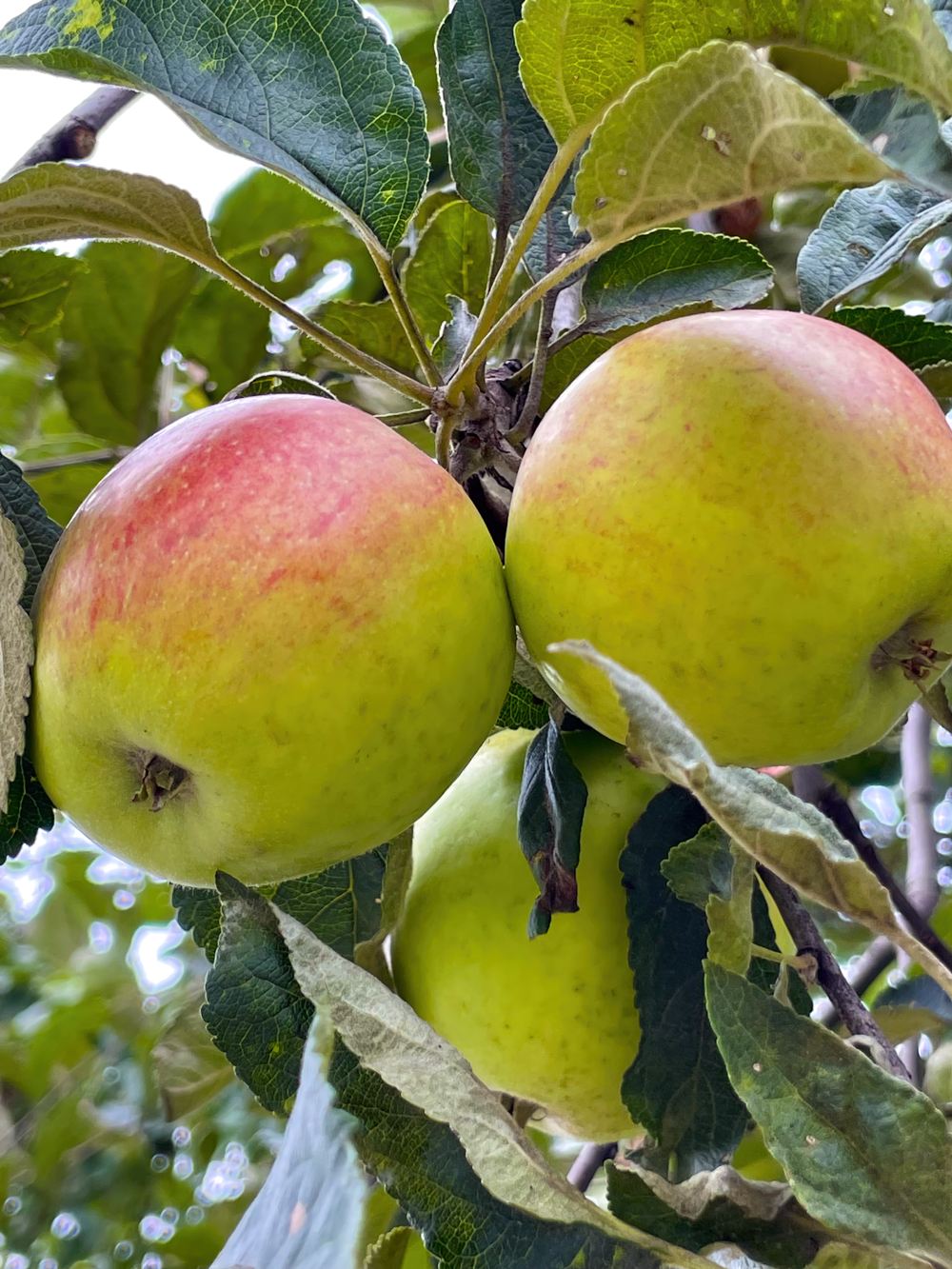 Гагаринский сад 3 Гагаринский сад. Экскурсия