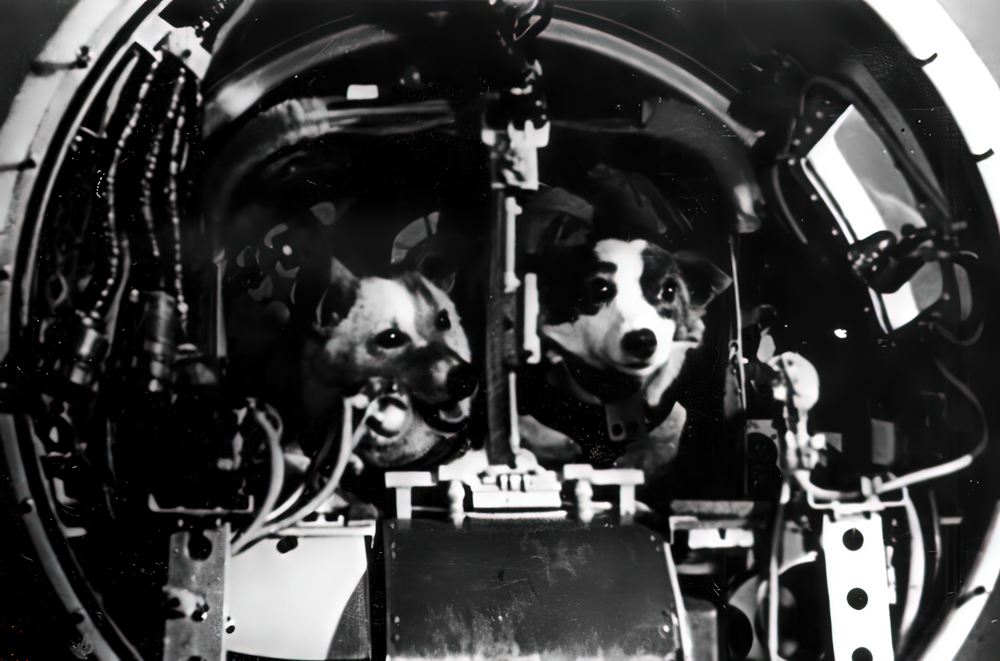 К полёту готовы! 19 августа 1960 года К полёту готовы! 19 августа 1960 года