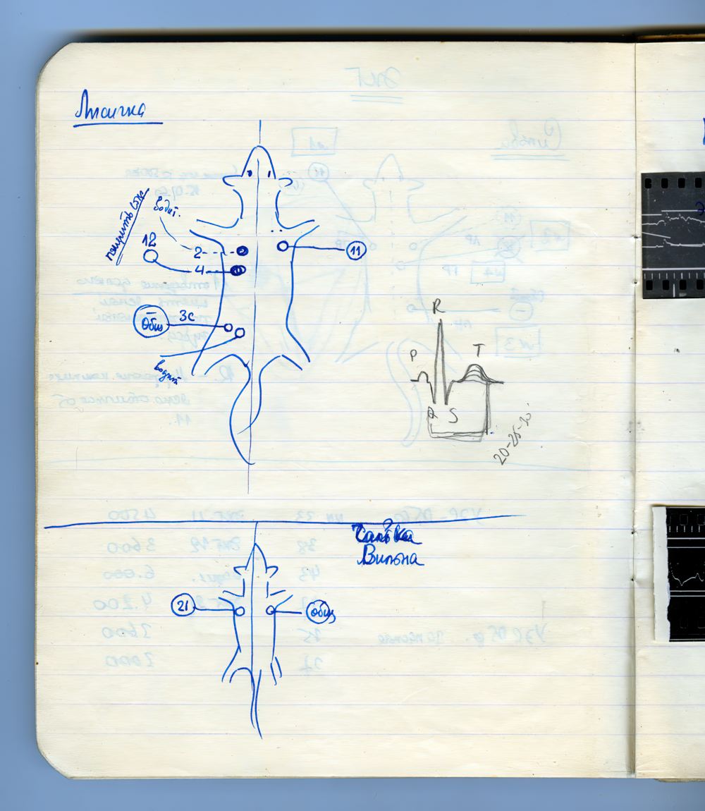 Страница рабочей тетради О.Г. Газенко. 1960 год. (ФГБУ ГНЦ РФ – ИМБП РАН). 4. Страница рабочей тетради О.Г. Газенко. 1960 год. (ФГБУ ГНЦ РФ – ИМБП РАН).